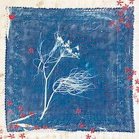 Blue Umbelliferae