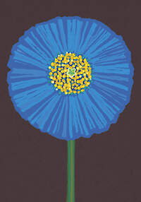 Tibetan Poppy