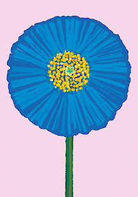 Tibetan Poppy II