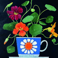Orange Nasturtium