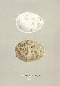 Golden Eagle Egg