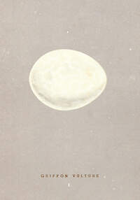 Griffon Vulture Egg