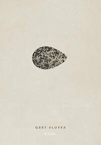 Grey Plover Egg