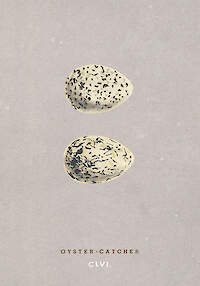 Oyster Catcher Egg